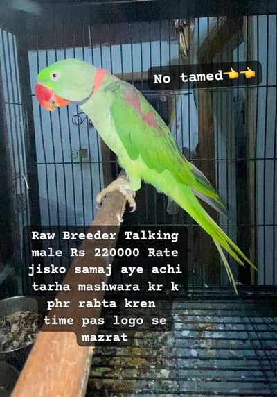 Raw Talking Breeder Male