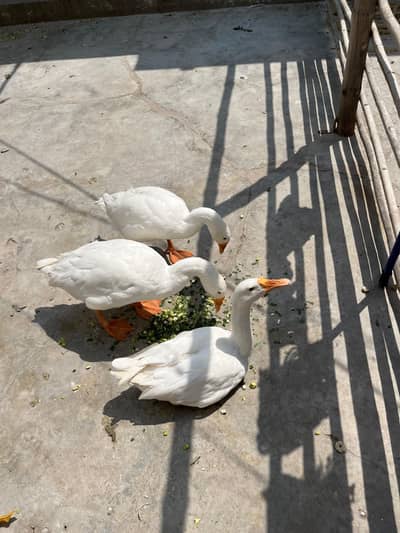 Pure white long neck duck