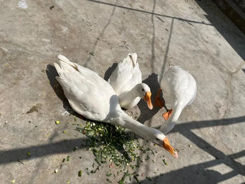 Pure white long neck duck — photo 2