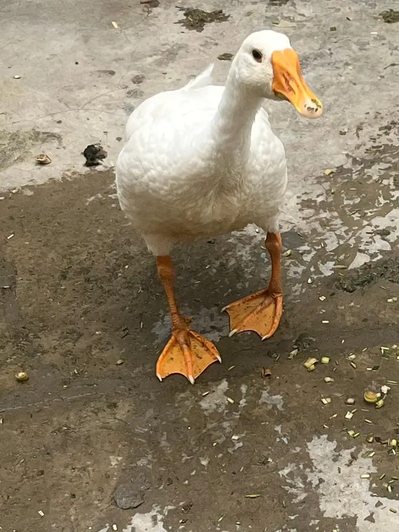 Pure white long neck duck — photo 3
