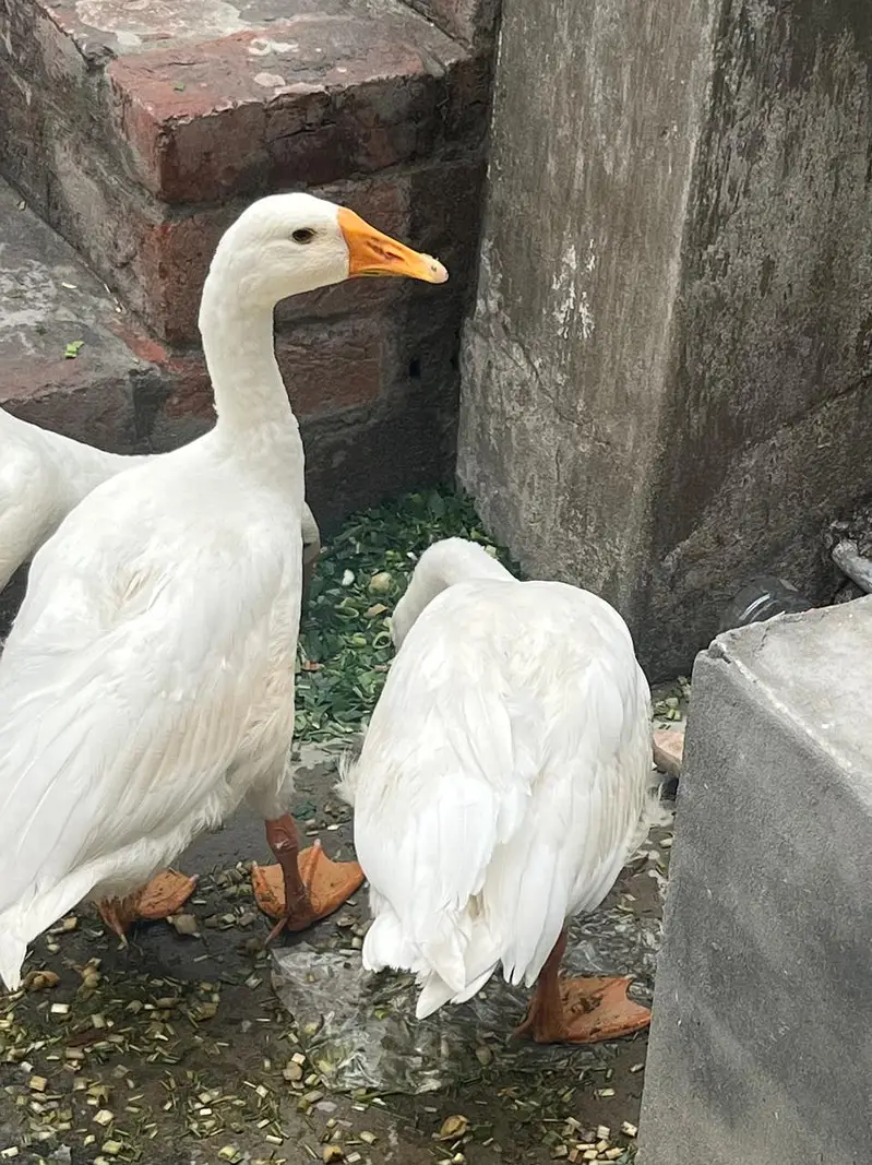 Pure white long neck duck — photo 4