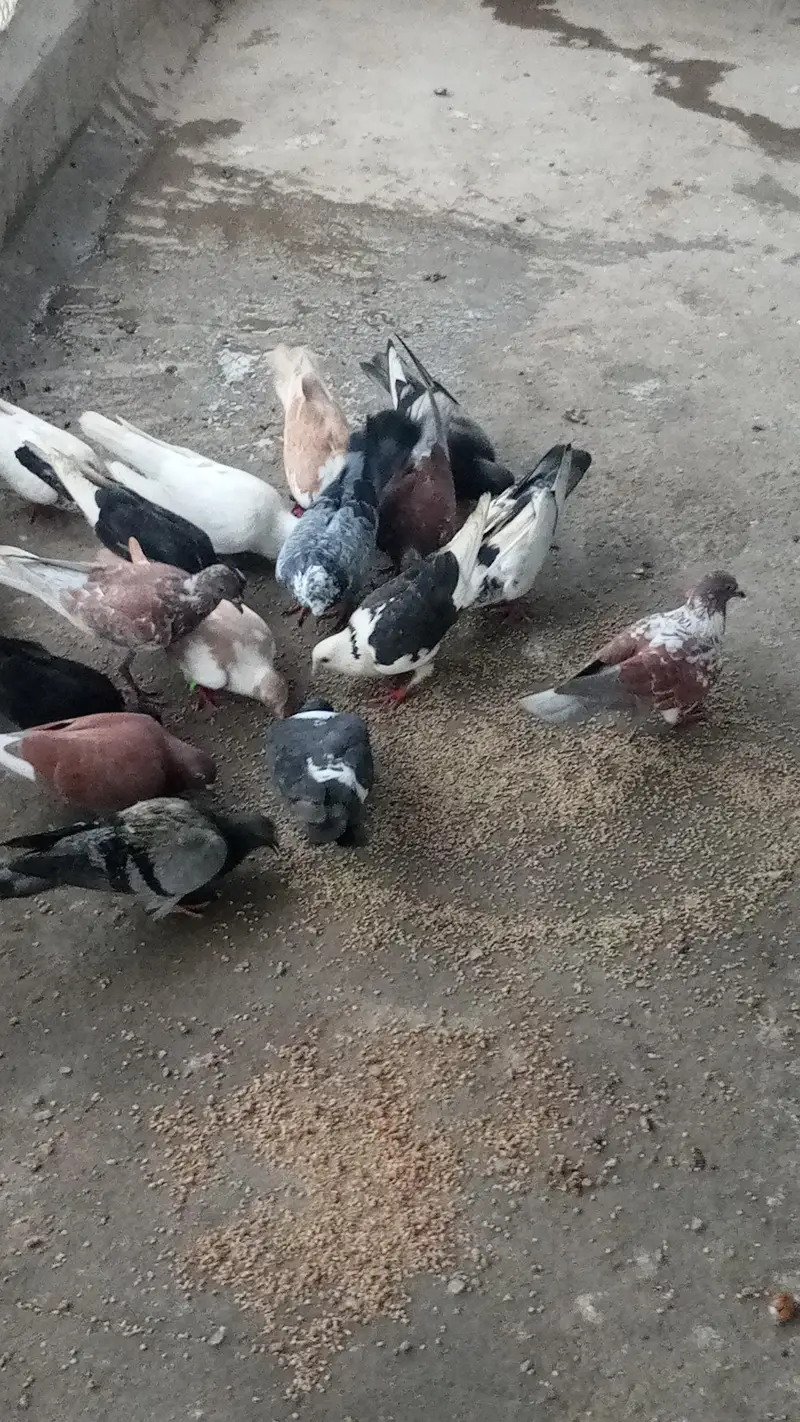 mix pigenos