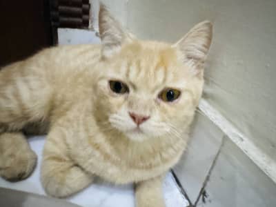 Persian cat (cat)