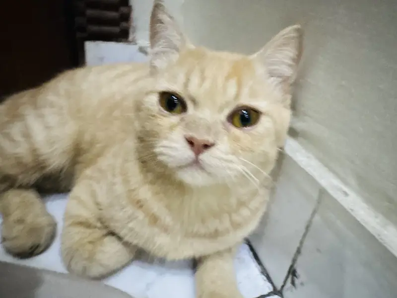 Persian cat (cat) — photo 2