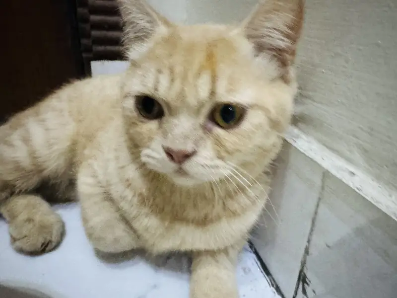 Persian cat (cat) — photo 3