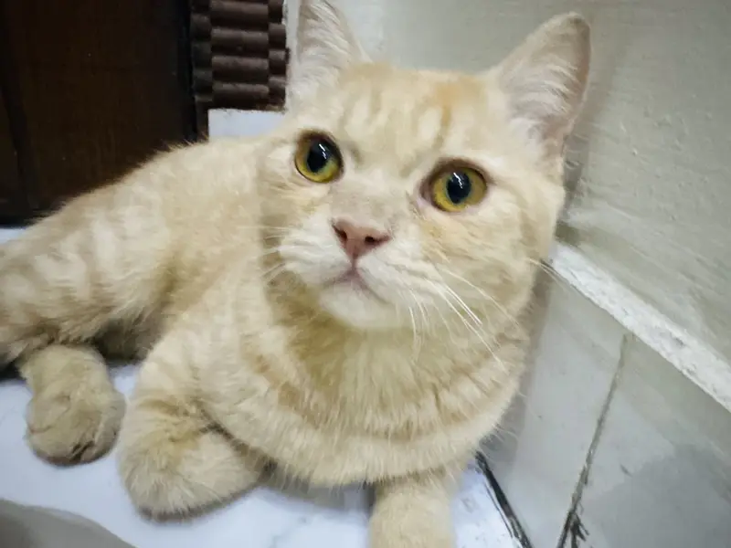 Persian cat (cat) — photo 4