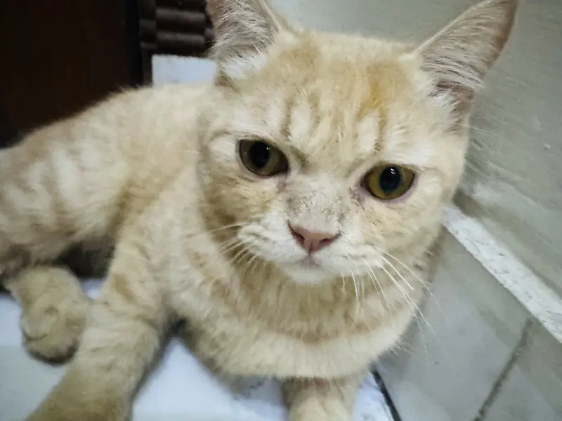 Persian cat (cat) — photo 5