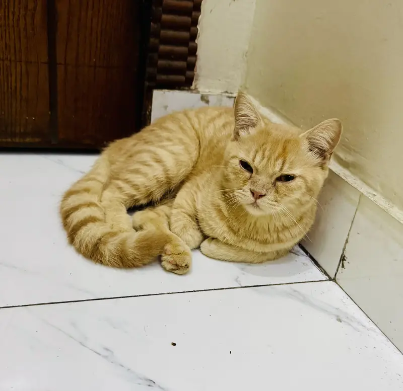 Persian cat (cat) — photo 6