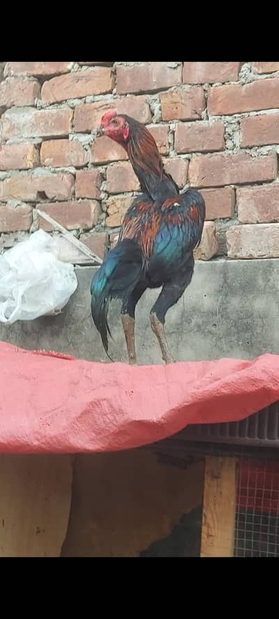 Top Quality imported patha available jissa smih aye rabta krla
