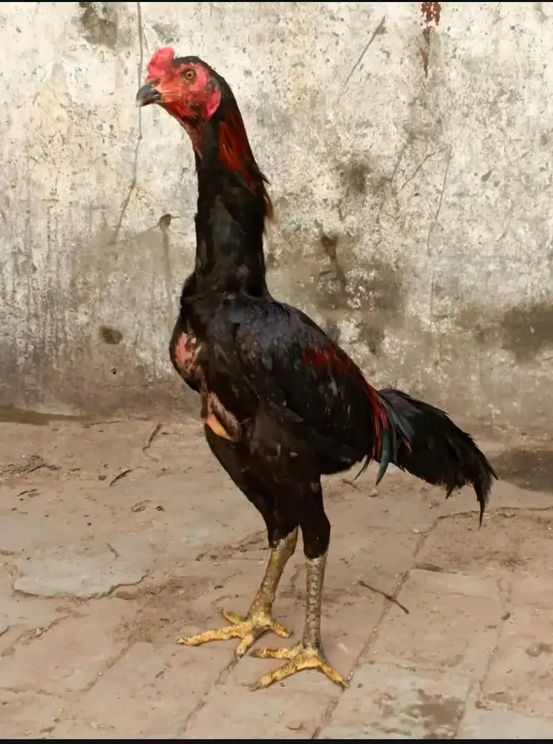 Top Quality imported patha available jissa smih aye rabta krla — photo 6