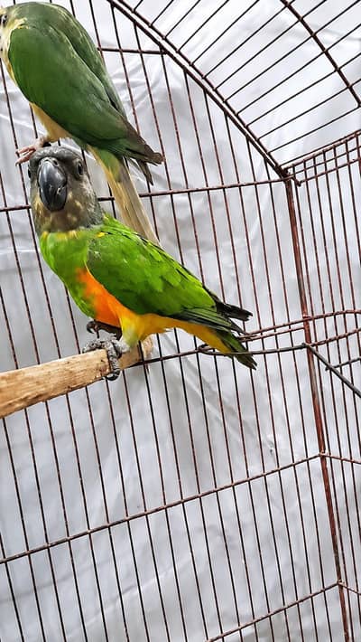 Senegal semmi tamme male
