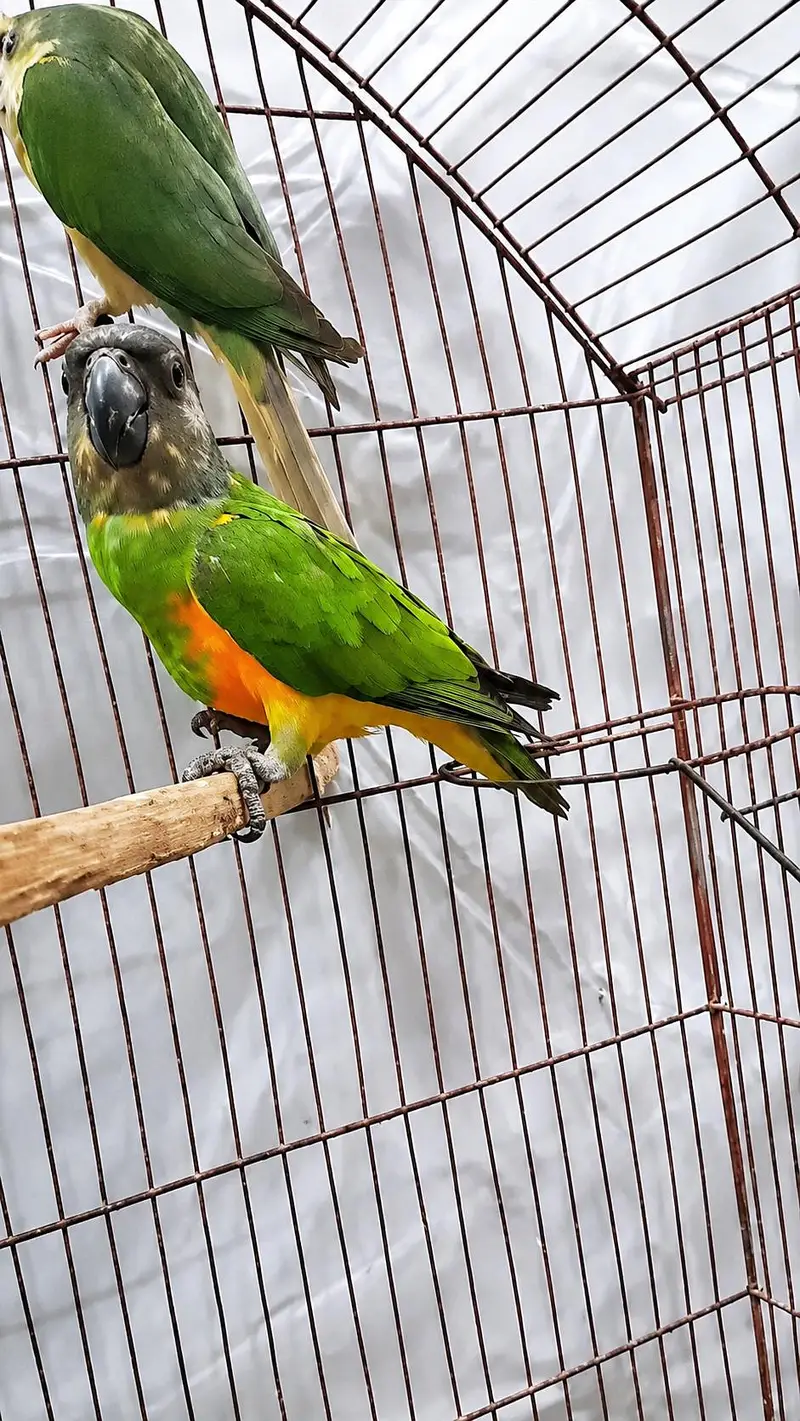 Senegal semmi tamme male