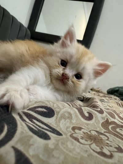 Male persian  Kittens