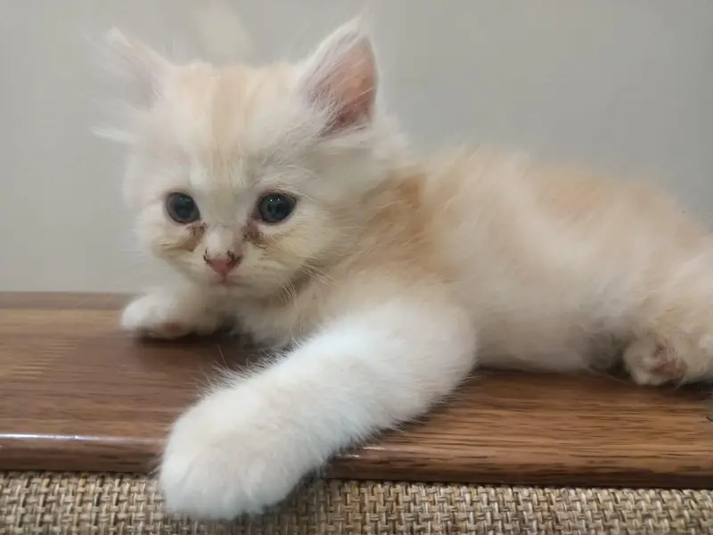 Male persian  Kittens — photo 2
