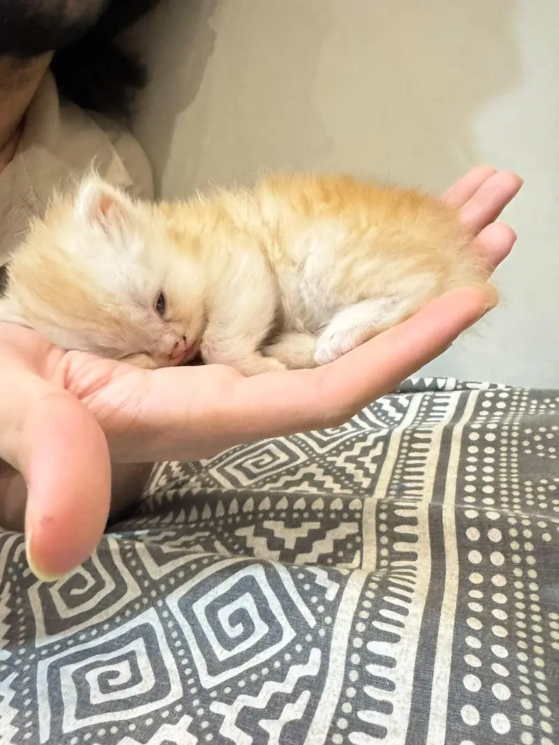 Male persian  Kittens — photo 3