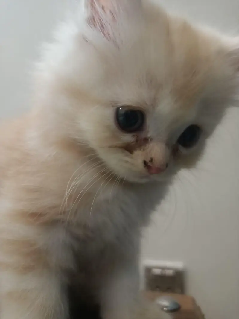 Male persian  Kittens — photo 4