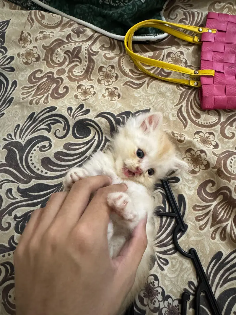 Male persian  Kittens — photo 5