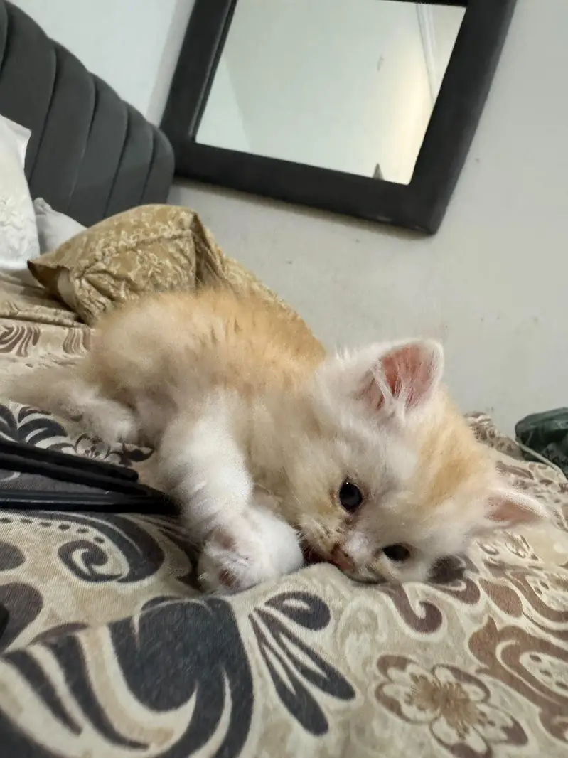 Male persian  Kittens — photo 6