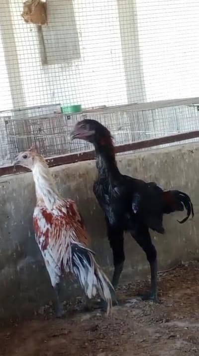 2 male dragon black and white Brown