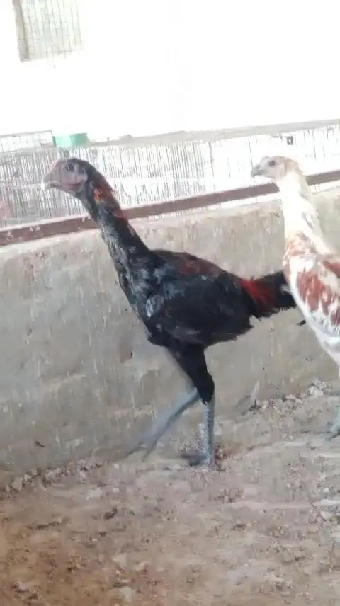 2 male dragon black and white Brown — photo 2