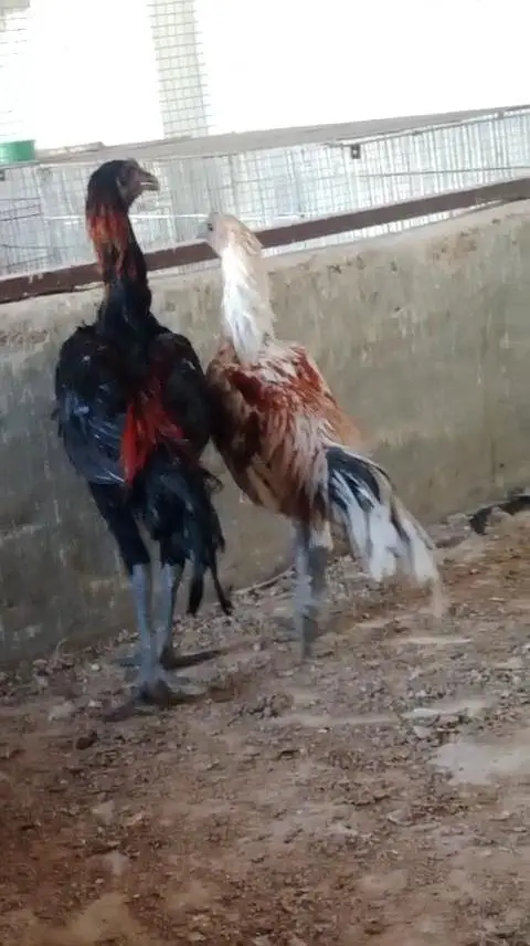 2 male dragon black and white Brown — photo 4