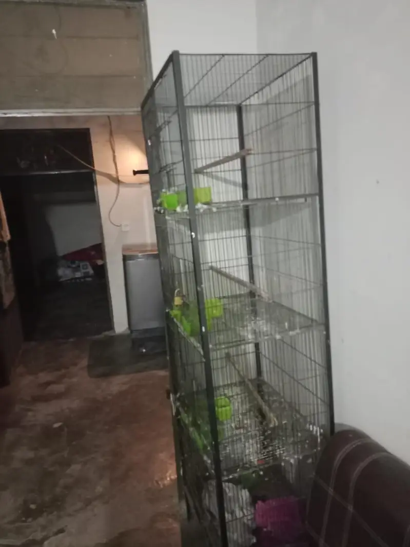 bird cages