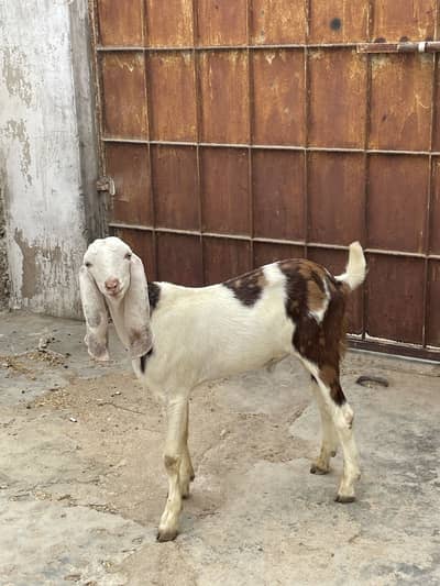Top quality tapra male mid range for sale