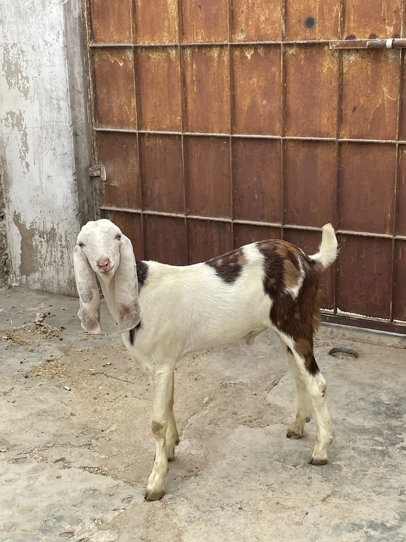 Top quality tapra male mid range for sale