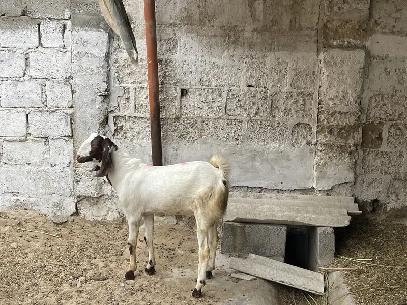 Top quality tapra male mid range for sale — photo 4