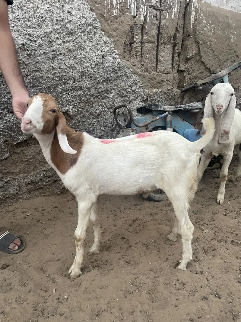 Top quality tapra male mid range for sale — photo 5