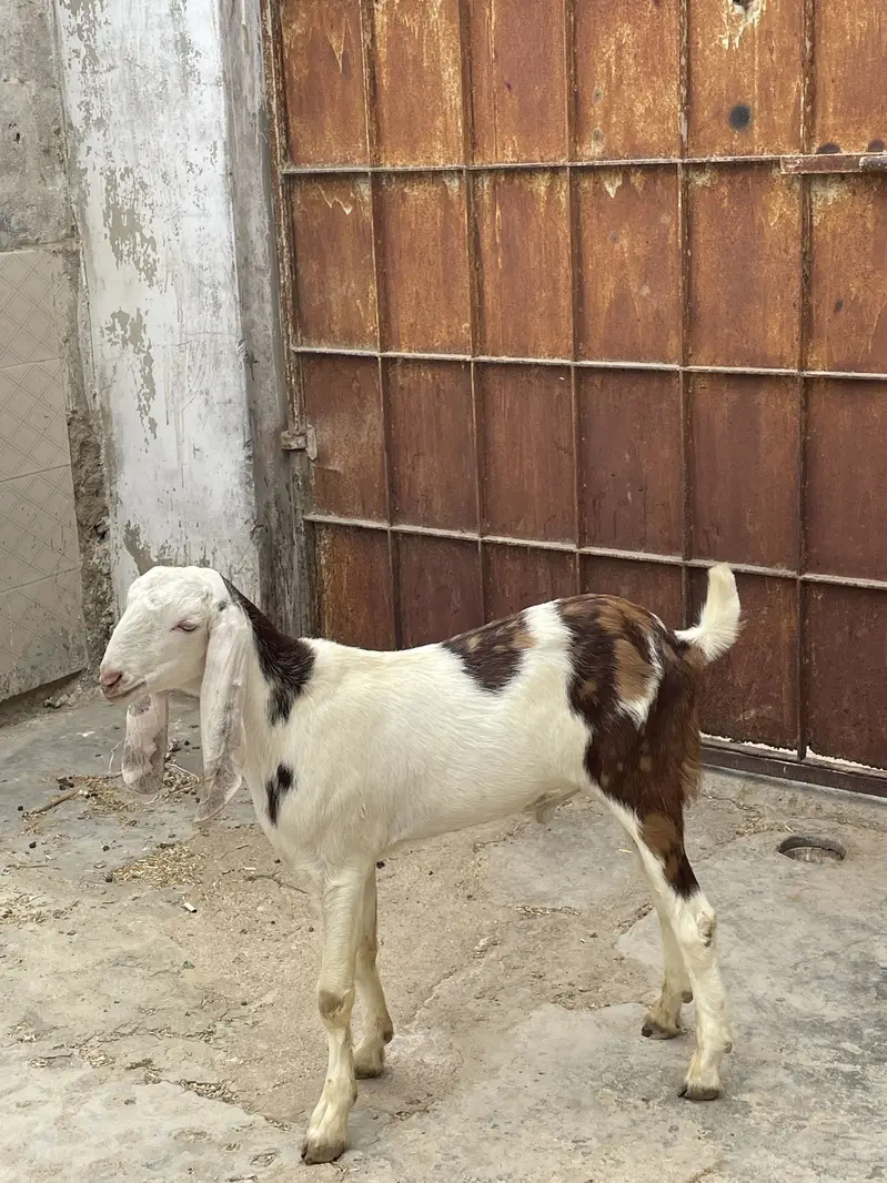 Top quality tapra male mid range for sale — photo 6