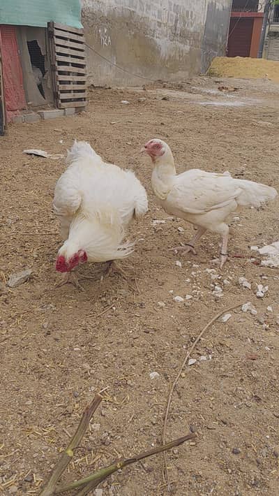 ASEEL HEERA EGG LYING PAIR SALE URGENT