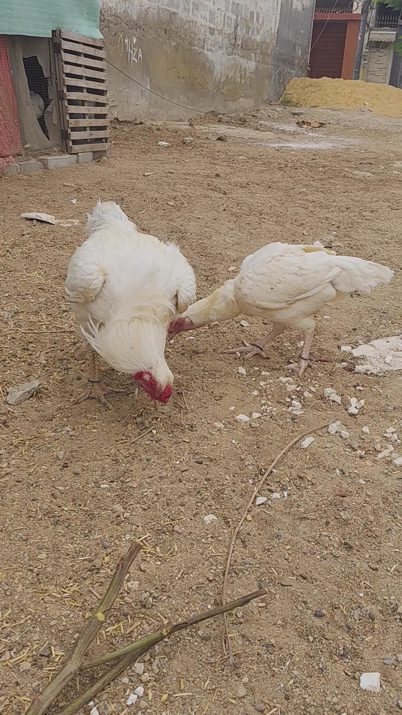 ASEEL HEERA EGG LYING PAIR SALE URGENT — photo 2