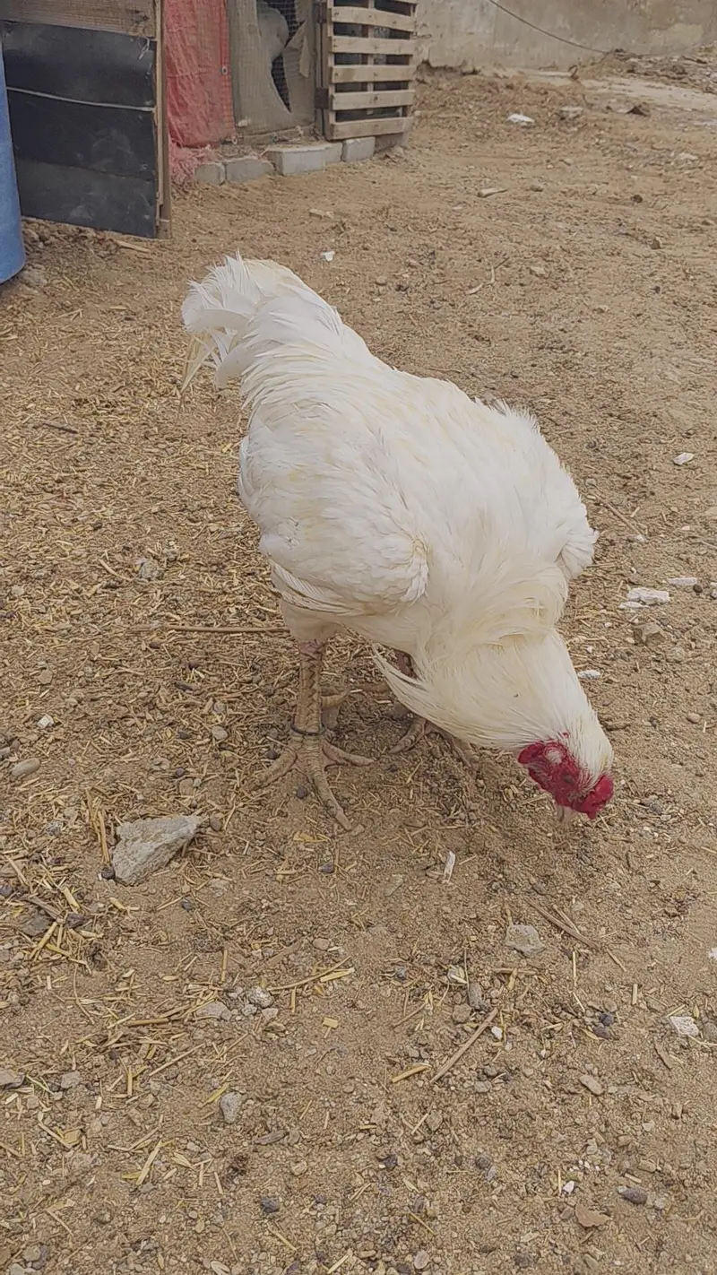 ASEEL HEERA EGG LYING PAIR SALE URGENT — photo 3