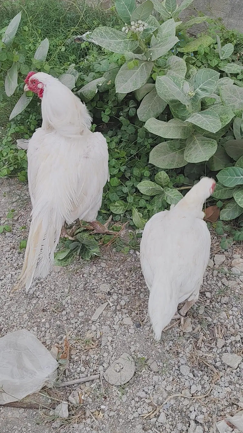 ASEEL HEERA EGG LYING PAIR SALE URGENT — photo 5