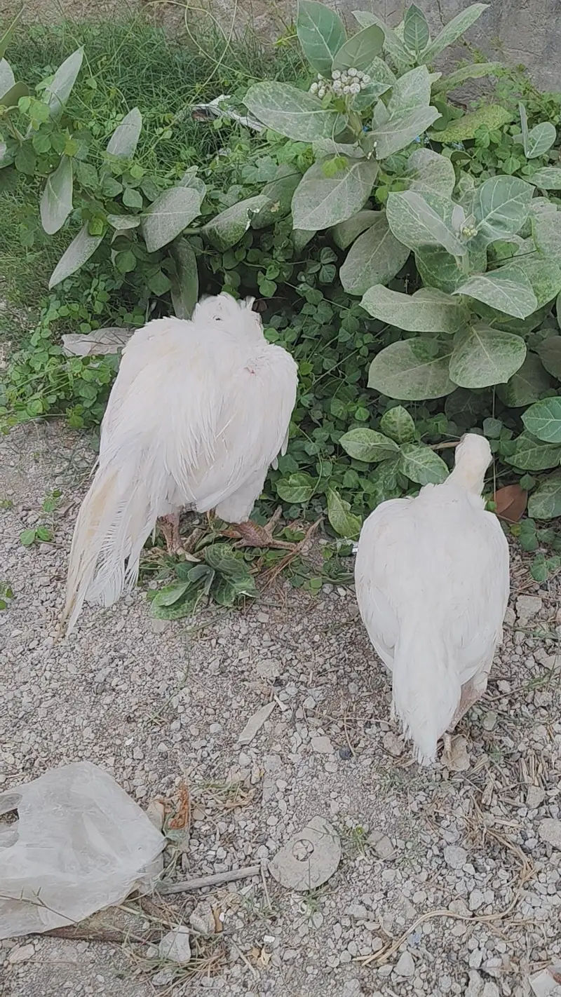 ASEEL HEERA EGG LYING PAIR SALE URGENT — photo 6