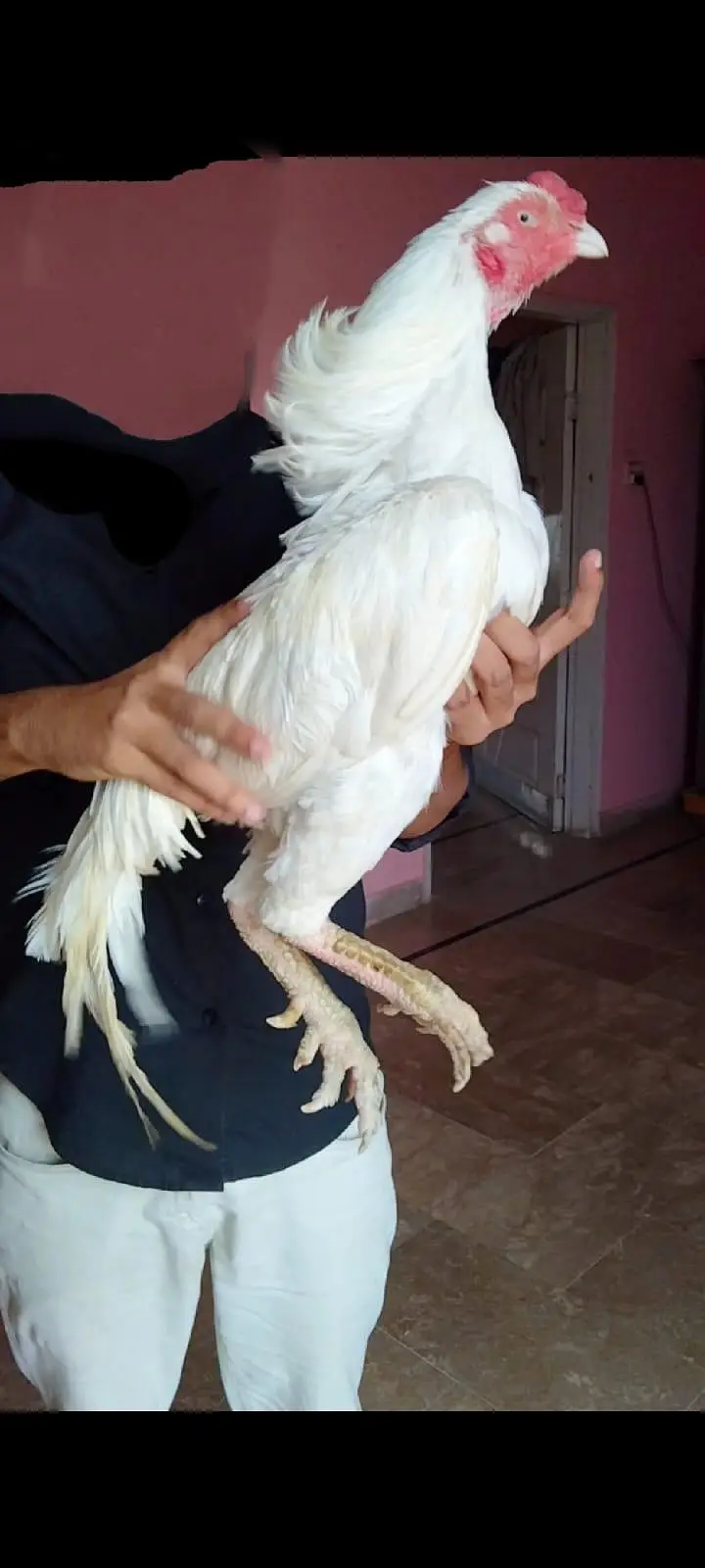 ASEEL HEERA EGG LYING PAIR SALE URGENT — photo 7
