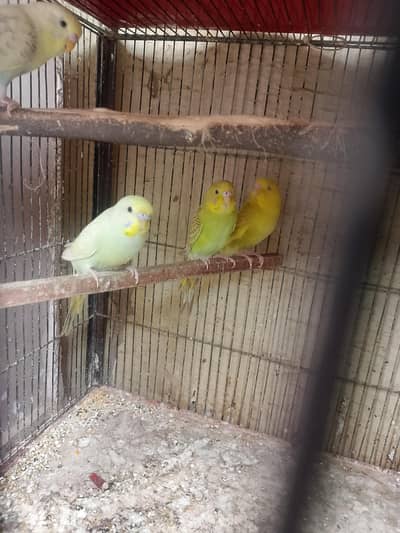 budgies