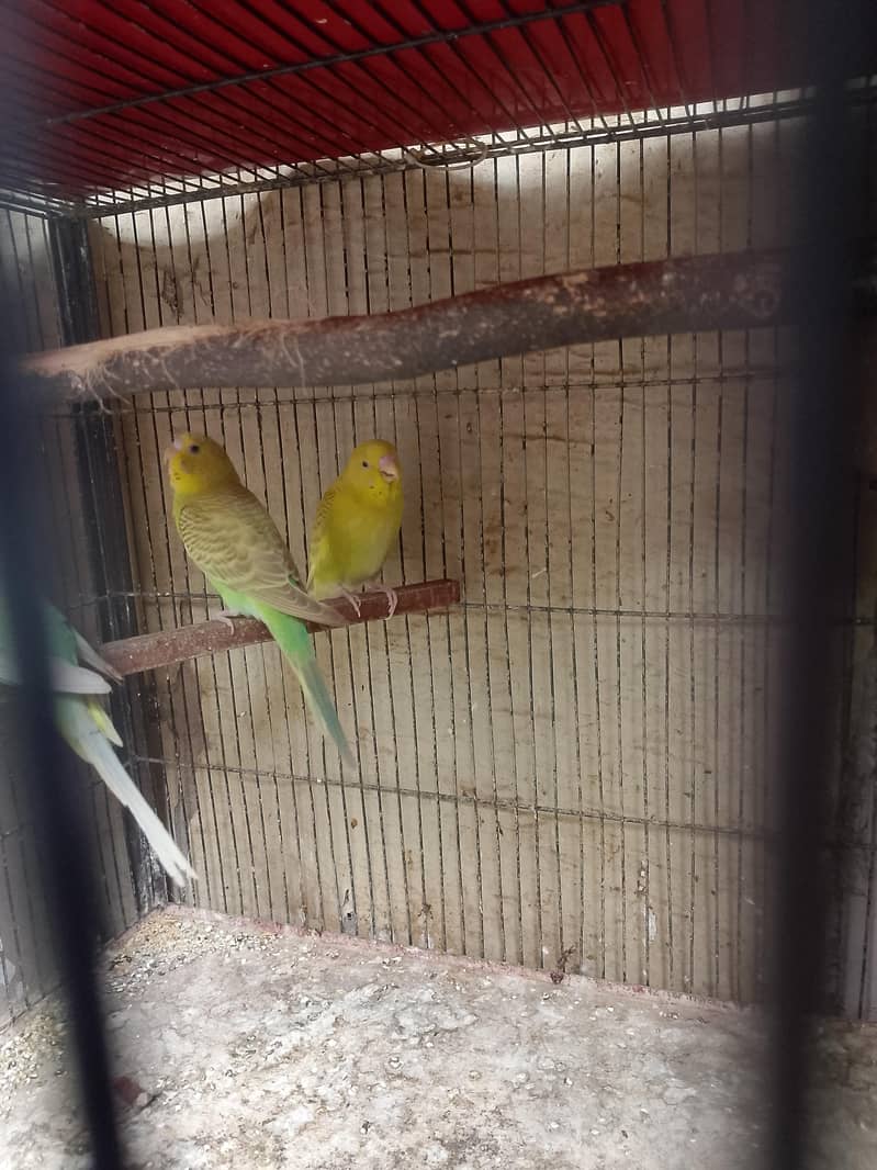 budgies 1