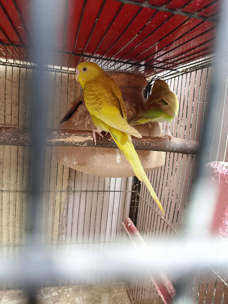 budgies 2