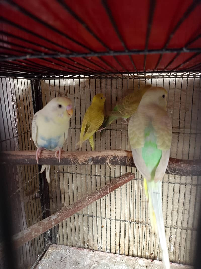 budgies 3