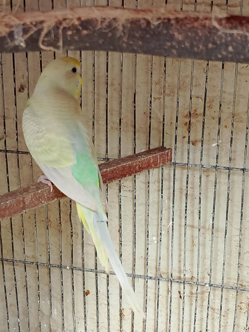 budgies 4