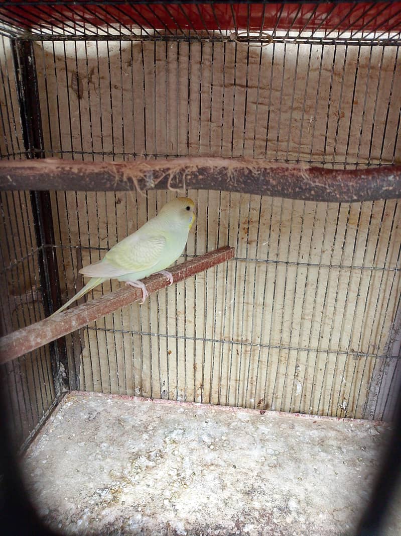 budgies 5