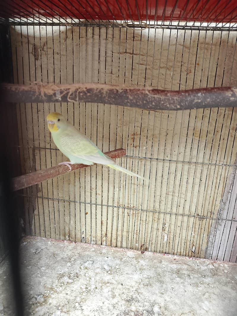 budgies 6