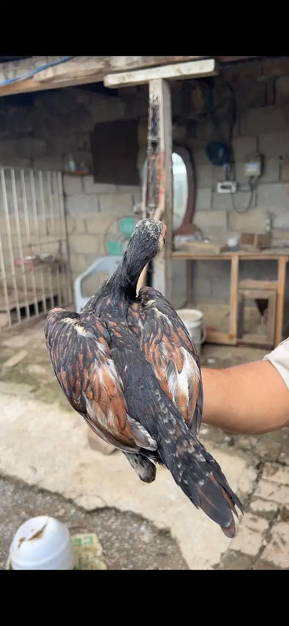 Home breed aseel pathia — photo 2
