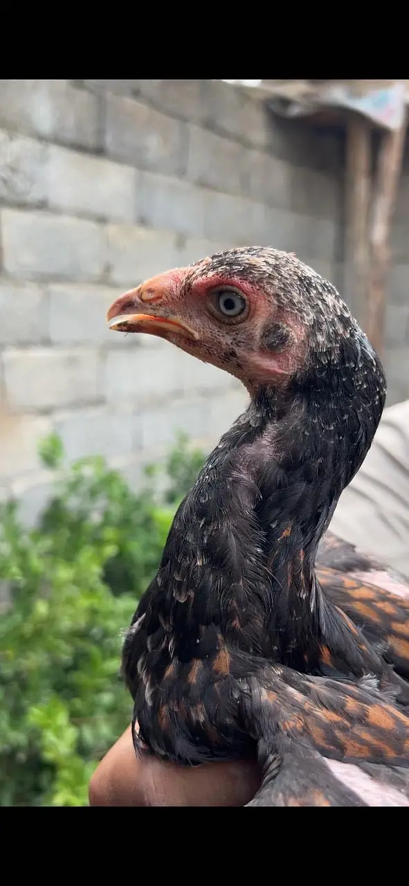 Home breed aseel pathia — photo 3