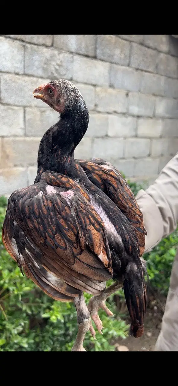 Home breed aseel pathia — photo 4