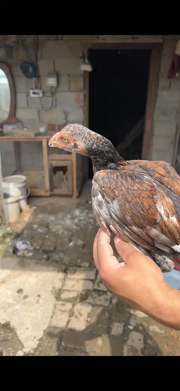 Home breed aseel pathia — photo 6