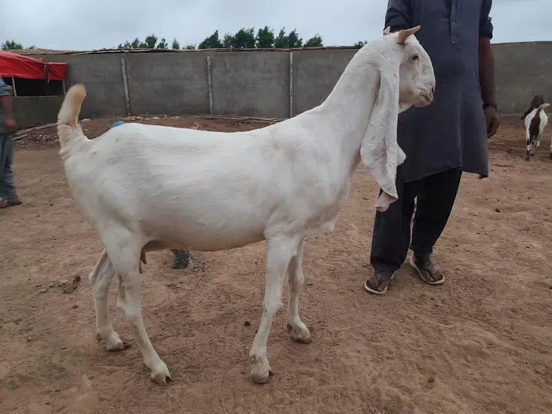 Gulabi Goats Lover