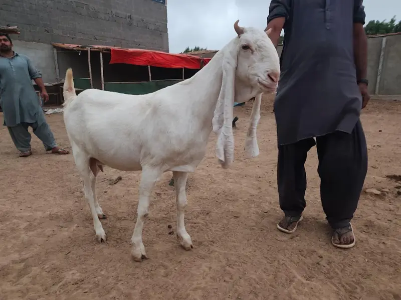 Gulabi Goats Lover — photo 2